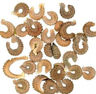 Como Obtener las Semillas de la Caléndula para Sembrar