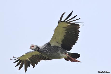 Chajás en pleno vuelo