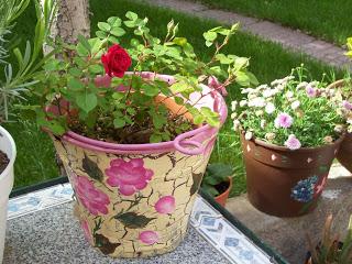 10 plantas de EXTERIOR RESISTENTES al FRÍO y a la SOMBRA