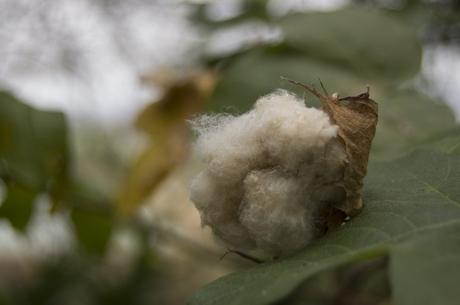 algodon-planta