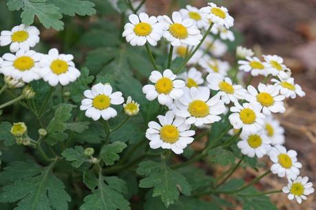 Matricaria. Qué es. Propiedades y contraindicaciones 2 Tanacetum parthenium