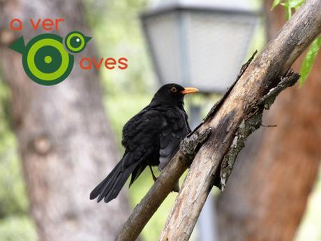 Con las aves de William Shakespeare por Coslada