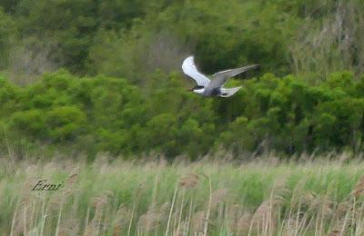 REENCUENTRO CON UN TEMMINCK 8 AÑOS DESPUÉS