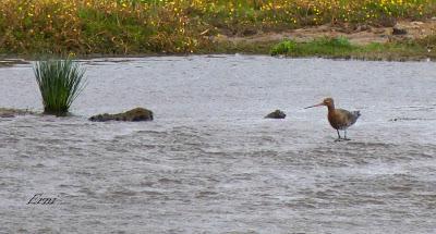 REENCUENTRO CON UN TEMMINCK 8 AÑOS DESPUÉS