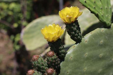 Nopal