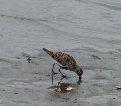 Limícolas con retraso Limícolas con retraso