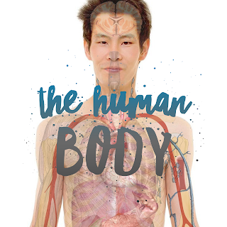 The Human Body: Partes del cuerpo en inglés