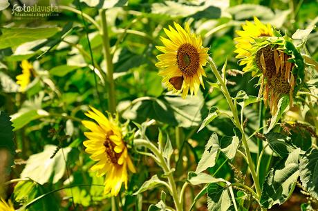 Mariposa y girasoles - Fotografía