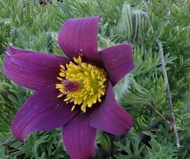 pulsatilla