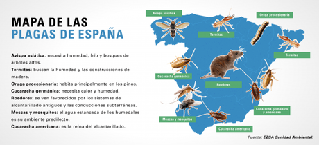 En España hay 4 ratas por cada 10 habitantes