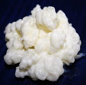 5 Bebidas Fermentadas Probióticas para hacer en casa nodulos-de-kefir