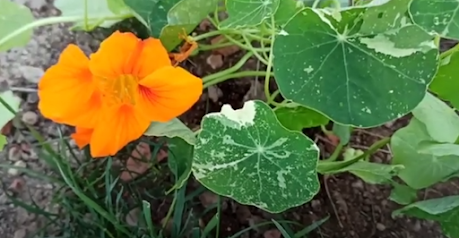 Cuidados de la Capuchina o Flor de Sangre (Video)