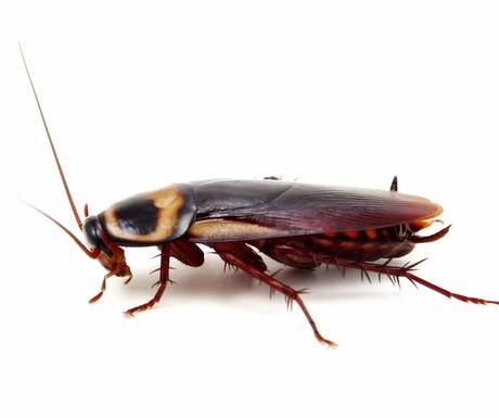 Tipos de cucarachas que te puedes encontrar en España