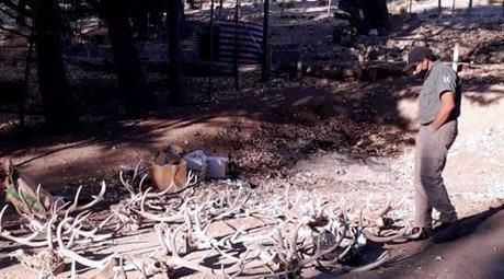 Golpe a los cazadores furtivos