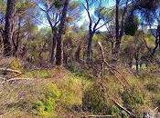 Nuestros bosques tras paso Filomena