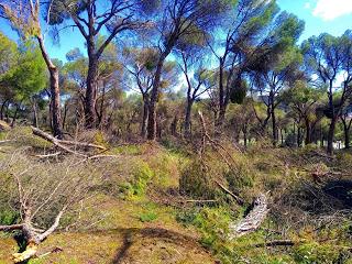 Nuestros bosques tras el paso de Filomena