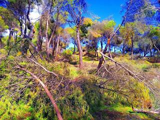 Nuestros bosques tras el paso de Filomena