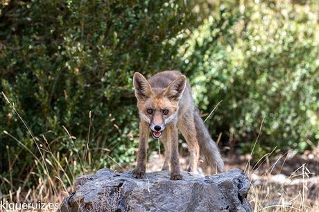 La parte de atrás de una fotografía de fauna