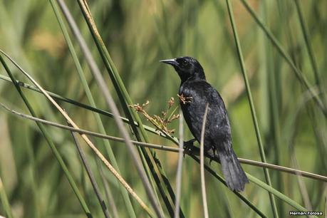 Varillero negro (Agelasticus cyanopus)