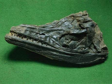 ¿Qué son las extinciones en masa y cuáles son sus causas?