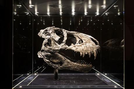 ¿Qué son las extinciones en masa y cuáles son sus causas?