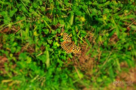 La mariposa parece que está flotando, pero está posada con las alas desplegadas sobre una pequeña margarita que no se ve, en este plano cenital.En Nava del Barco, Ávila. - ALAVISTA Creatividad Mariposa flotante - Fotografía