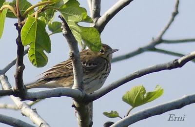 NUEVA TEMPORADA PARA LOS ALCAUDONES