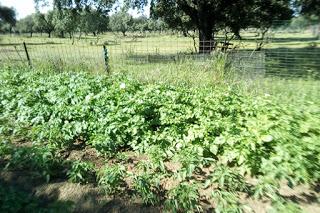 Huerto 2021, las patatas