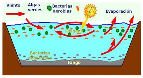 Contaminación de agua (III): AUTODEPURACIÓN Y TRATAMIENTO DE AGUAS RESIDUALES