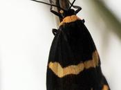 (Eudesmia argentinensis)