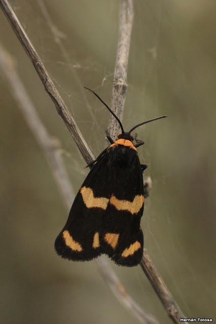 (Eudesmia argentinensis)