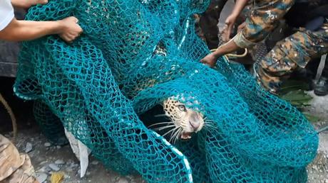 Video | Un leopardo entra en una casa en la India y provoca el pánico