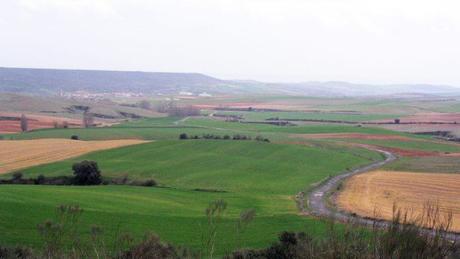 La Campiña del Jarama, una joya ornitológica al lado de la capital