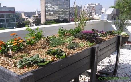 huerta en macetas que plantar