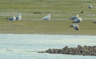 GAVIOTA POLAR EN SANTOÑA