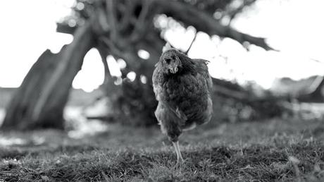 Docsbarcelona - Días 3-4: El hombre frente el espejo