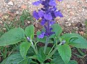 Cuidados Salvia Splendens (Video)