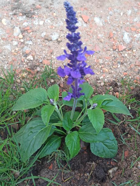 Cuidados de La Salvia Splendens (Video)