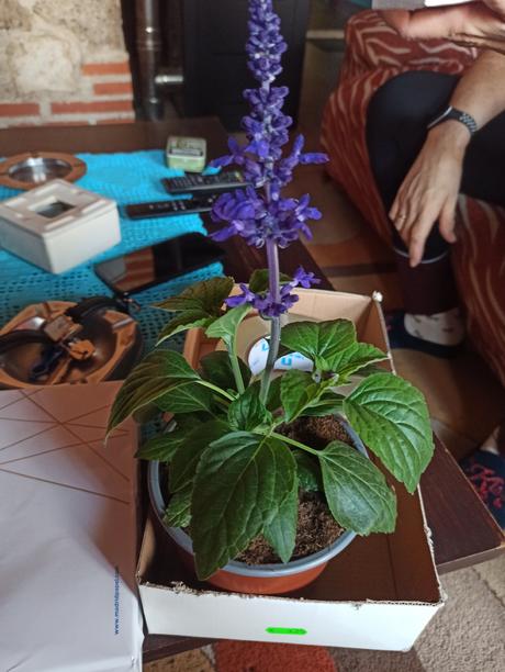 Cuidados de La Salvia Splendens (Video)