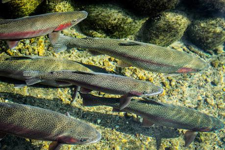 Primer embarque de truchas de Piedra del Águila a Chile