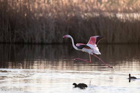 Cómo fotografiar fauna desde el coche