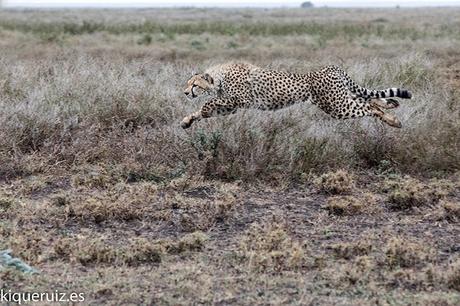 Cómo fotografiar fauna desde el coche