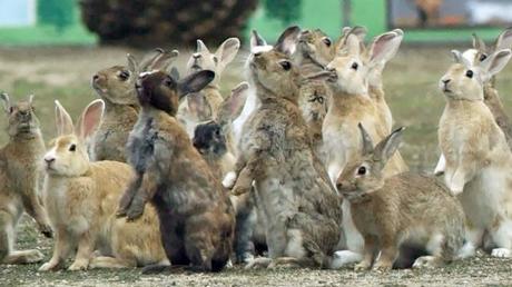 Crónicas del Campo Santo, Nº 34 Crónicas del Campo Santo, Nº 34