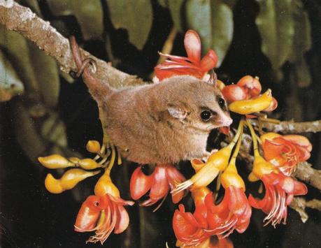 Lirón de nueva Guinea