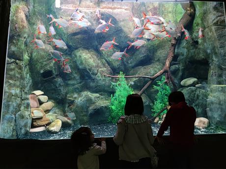 Visita al Acuario de Zaragoza con niños ¡El mayor acuario fluvial de Europa!