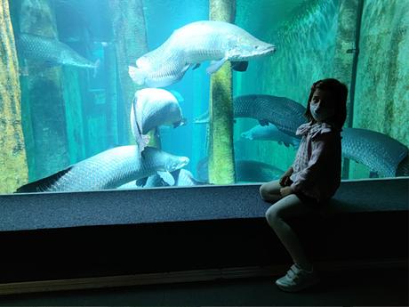 Visita al Acuario de Zaragoza con niños ¡El mayor acuario fluvial de Europa!