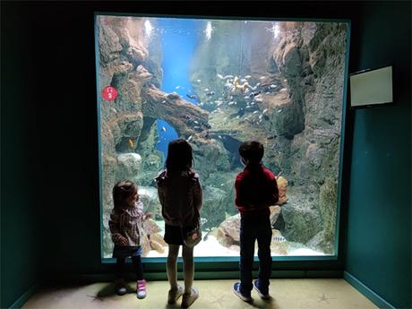 Visita al Acuario de Zaragoza con niños ¡El mayor acuario fluvial de Europa!