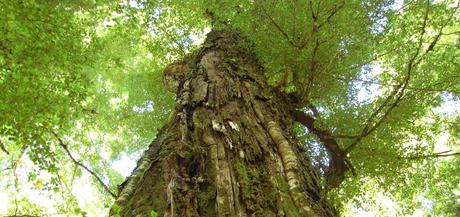 Cabo Reinga, donde las almas abandonan la tierra