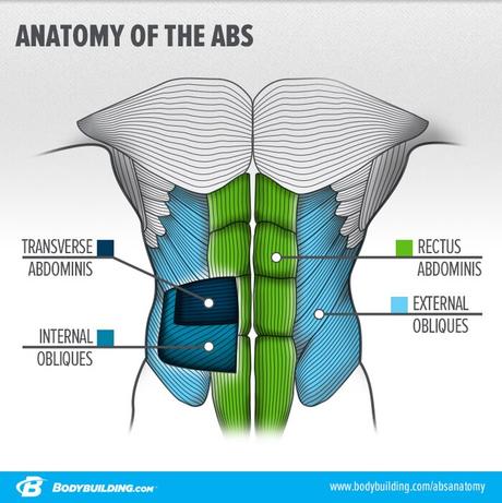 Infografía de anatomía de los abdominales