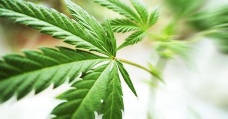 El tema de la marihuana medicinal 